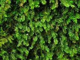 Attēlu rezultāti vaicājumam “Plagiochila porelloides”