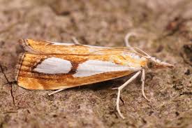 Attēlu rezultāti vaicājumam “Catoptria permutatellus”