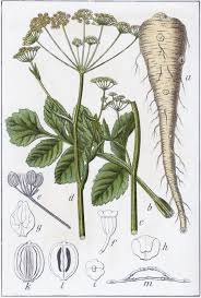 Attēlu rezultāti vaicājumam “Pastinaca sativa subsp. sylvestris”