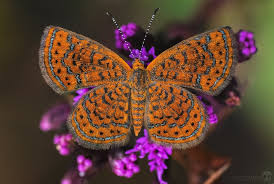 Attēlu rezultāti vaicājumam “Riodinidae”