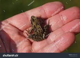 Attēlu rezultāti vaicājumam “Rana temporaria”