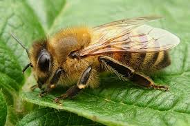 Attēlu rezultāti vaicājumam “Apis mellifera”