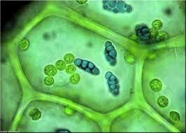 Attēlu rezultāti vaicājumam “Calypogeia azurea macro”