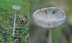 Attēlu rezultāti vaicājumam “Coprinus lagopus”