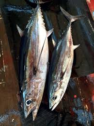 Image result for Thunnus alalunga