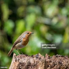 Attēlu rezultāti vaicājumam “Erithacus rubecula juvenile”