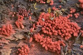 Attēlu rezultāti vaicājumam “Arcyria incarnata spores”