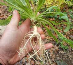 Image result for Campanula rapunculus