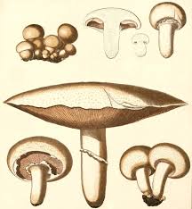 Attēlu rezultāti vaicājumam “Agaricus”