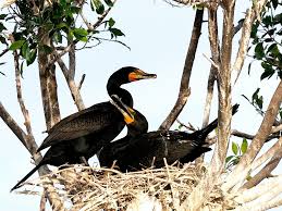 Image result for Phalacrocorax auritus