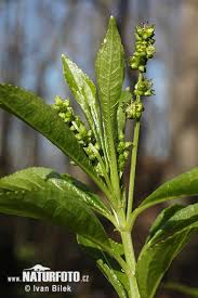Attēlu rezultāti vaicājumam “Mercurialis perennis”