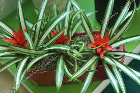 Картинки по запросу гусмания