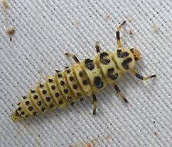 Attēlu rezultāti vaicājumam “Sospita vigintiguttata”