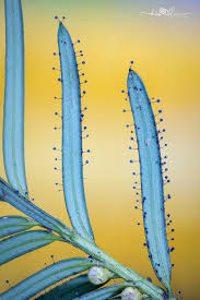 Attēlu rezultāti vaicājumam “Diderma montanum var. album spores”