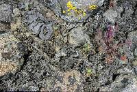 Attēlu rezultāti vaicājumam “Dermatocarpon miniatum”