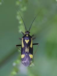 Attēlu rezultāti vaicājumam “Grypocoris sexguttatus”