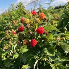 Attēlu rezultāti vaicājumam “Rubus idaeus fruit”