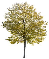 Attēlu rezultāti vaicājumam “Tilia tomentosa”