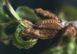 Attēlu rezultāti vaicājumam “Favonius quercus underside”
