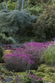 Attēlu rezultāti vaicājumam “Armeria vulgaris leaf”