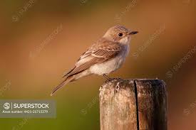 Attēlu rezultāti vaicājumam “Muscicapa striata juvenile”