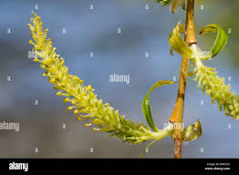 Attēlu rezultāti vaicājumam “Salix x sepulcralis”