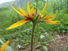 Attēlu rezultāti vaicājumam “Rudbeckia hirta var. pulcherrima”