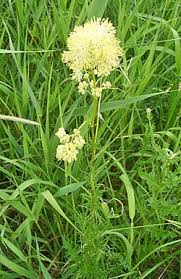 Attēlu rezultāti vaicājumam “Thalictrum lucidum flower”