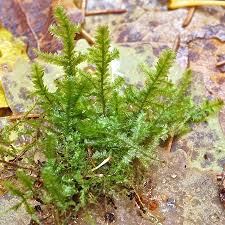 Attēlu rezultāti vaicājumam “Neckera pennata”