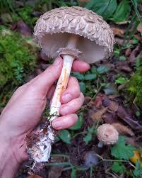 Attēlu rezultāti vaicājumam “Macrolepiota”