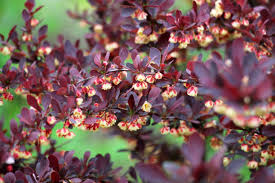 Attēlu rezultāti vaicājumam “Berberis thunbergii flower”