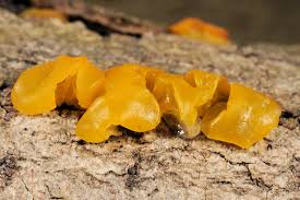 Attēlu rezultāti vaicājumam “Tremella ramalinae”