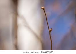 Attēlu rezultāti vaicājumam “Corylus avellana female flower”