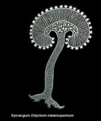 Attēlu rezultāti vaicājumam “Didymium melanospermum”