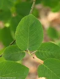 Attēlu rezultāti vaicājumam “Amelanchier spicata”