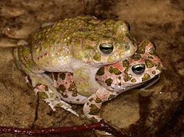 Attēlu rezultāti vaicājumam “Pseudepidalea viridis adult”
