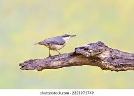 Image result for Sitta europaea