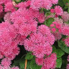 Image result for Ageratum mexicanum