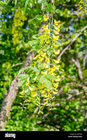 Attēlu rezultāti vaicājumam “Robinia pseudoacacia flower”