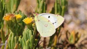 Attēlu rezultāti vaicājumam “Colias palaeno upperside”