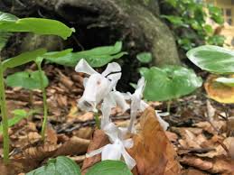 Image result for ギンリョウソウ