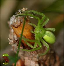 Attēlu rezultāti vaicājumam “Micrommata virescens”