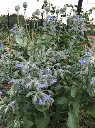 Image result for Borago officinalis