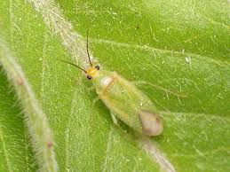 Attēlu rezultāti vaicājumam “Miridae”