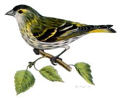 Attēlu rezultāti vaicājumam “Carduelis spinus”