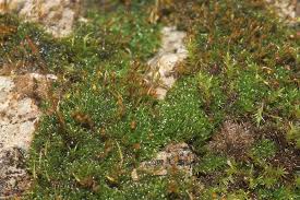 Attēlu rezultāti vaicājumam “Gymnostomum aeruginosum”