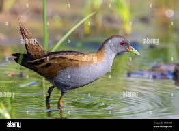 Image result for Porzana parva