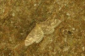 Attēlu rezultāti vaicājumam “Anania lancealis”