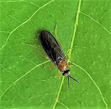 Attēlu rezultāti vaicājumam “Xylophagidae”