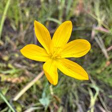 Attēlu rezultāti vaicājumam “Cinclidium stygium”